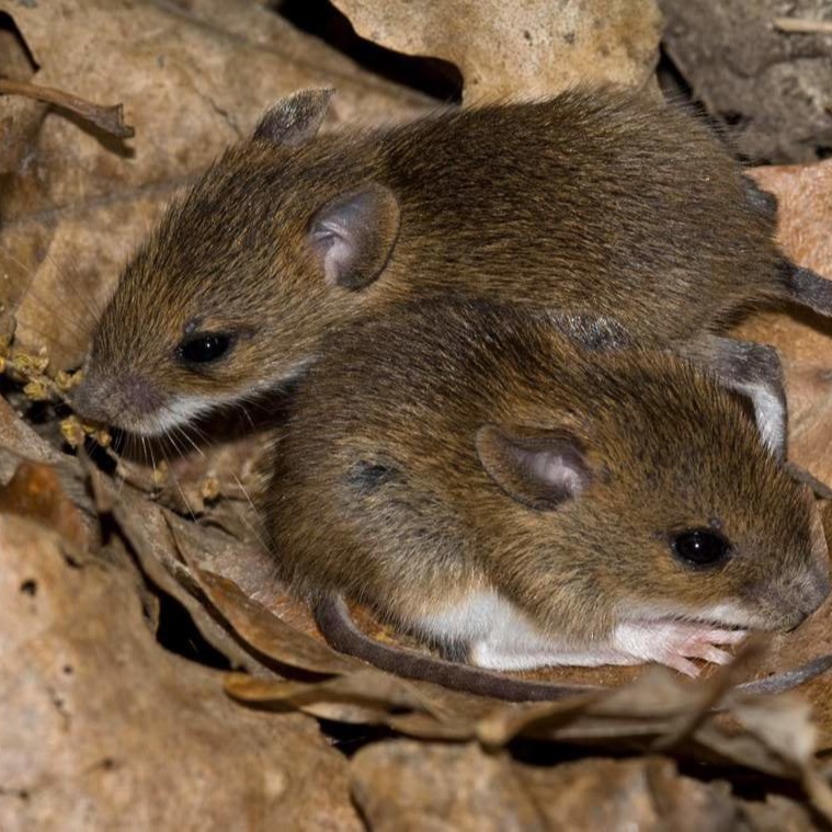 Уничтожения мышей в частном доме в Кургане?