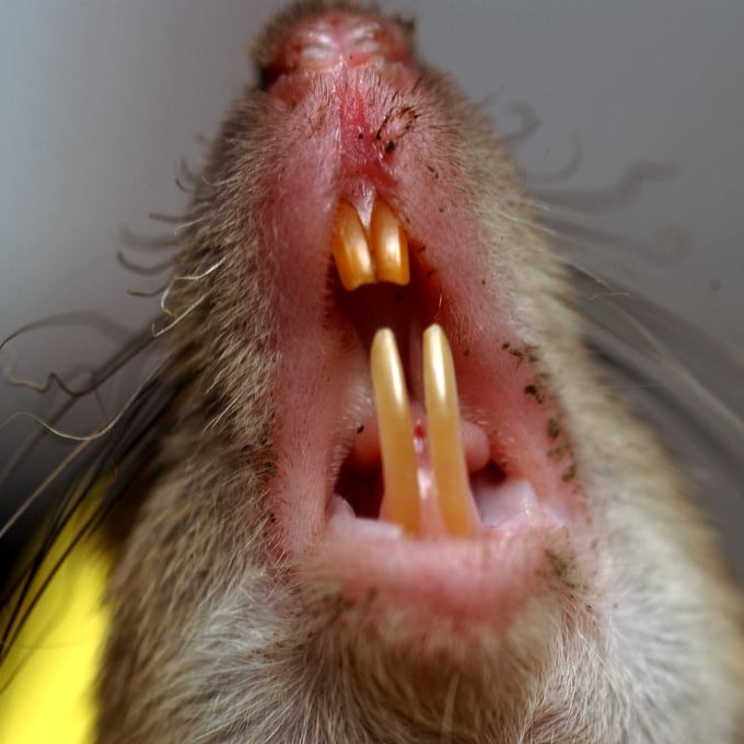 Дератизация крыс в Кургане?